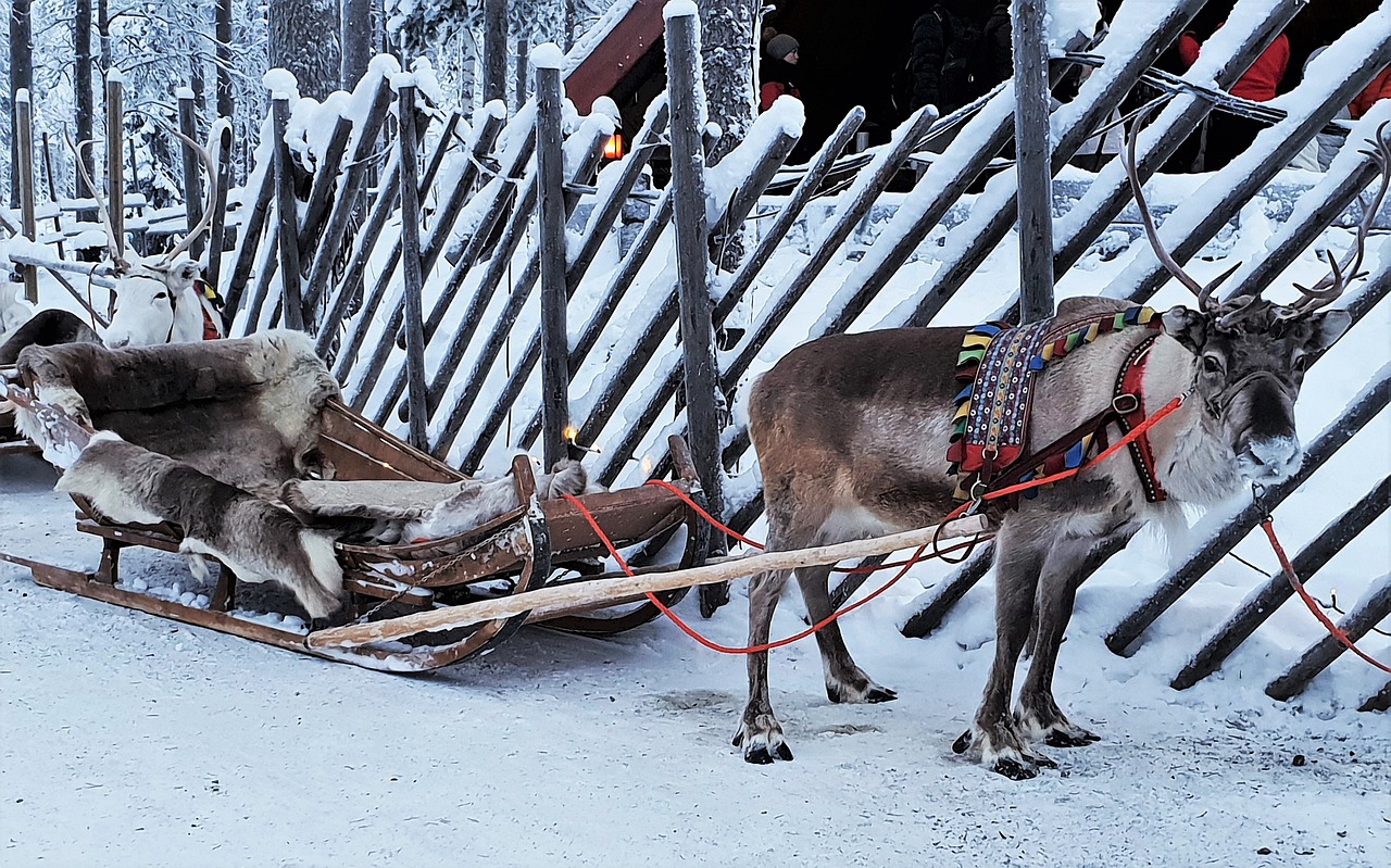 renna con slitta durante un viaggio in Famiglia in Rovaniemi in Lapponia