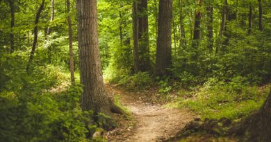 I sentieri più lunghi del mondo - Sentiero in una foresta