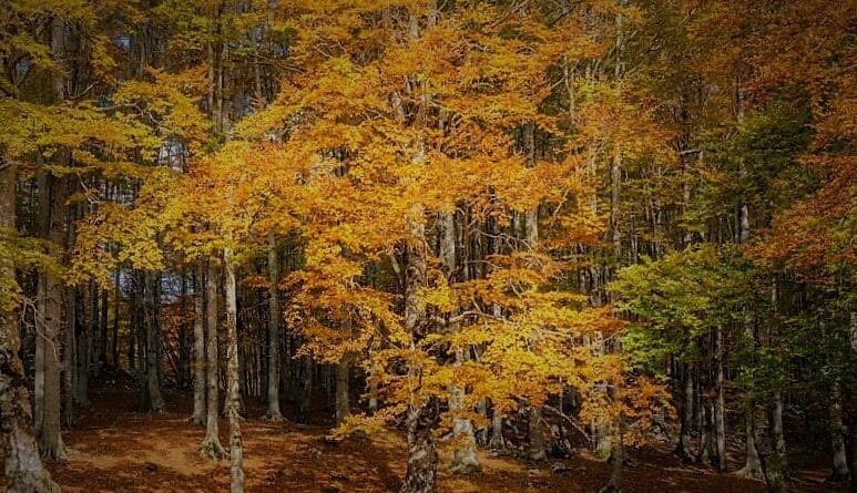 alberi autunnali durante escursione al Monte Livata e a Campo dell'Osso